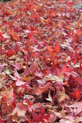 Red leaves