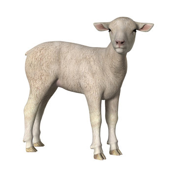 3D Rendering White Lamb on White