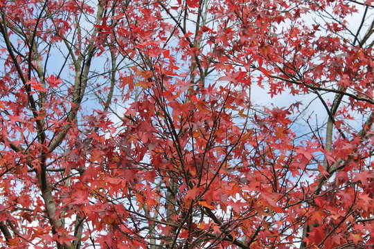 Tree red leaves