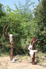 Various antlers of antelopes in Namibia, Africa