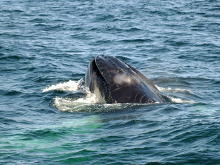 Naklejka premium Humpback Whale