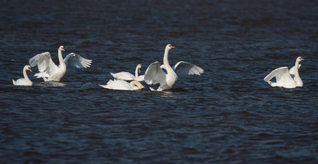 Mute Swan, cygnus olor