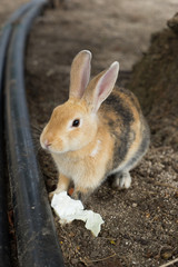 大久野島の野生のアナウサギ