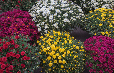 Pots of Chrysanthemums