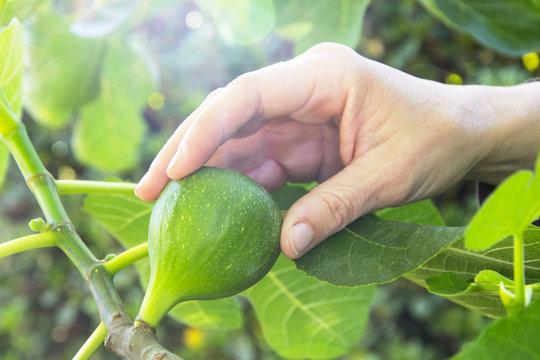 mano che raccoglie un fico dall'albero