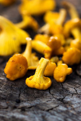 Fresh chanterelle mushrooms on a wooden background