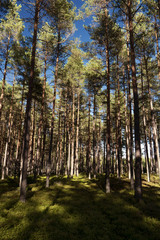 Wald und Heide Landschaft in Schweden