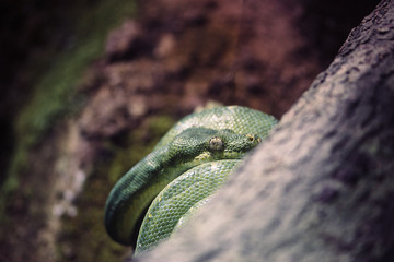 Green Snake | Munich, Germany