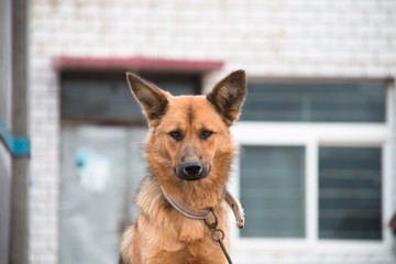 Close-up of brown dog