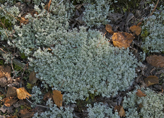 Moss in the forest on a fall day