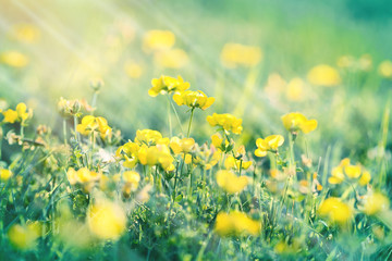 Flowering meadow - buttercup flower in spring (yellow flowers in meadow)