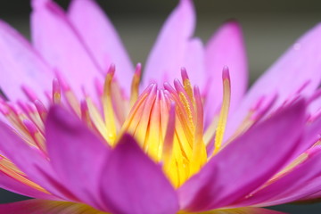 Obraz na płótnie Canvas Lotus in Southeast Asia.
