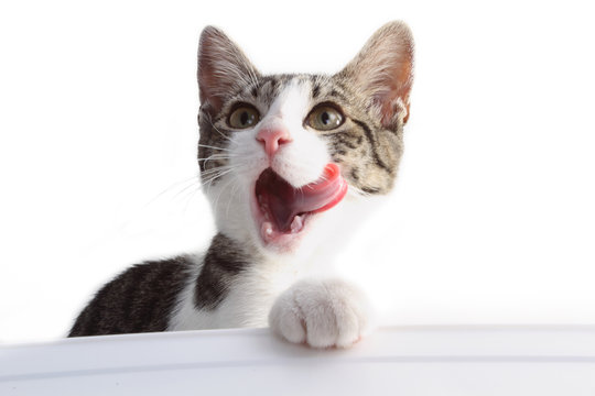 cat licking