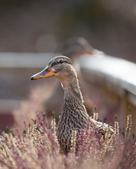 Mallard