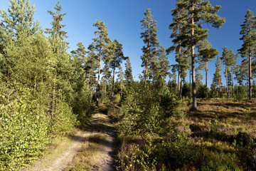 Wald und Heide Landschaft in Schweden