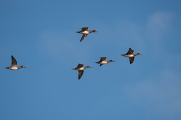 Eurasian Wigeon, Wigeon , Duck, Anas Penelope