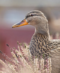 Mallard