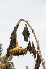 Withered sunflower