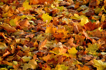 Брянская осень