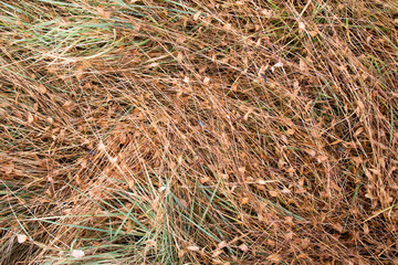 Autumn hay background