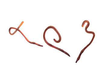 earthworms on a white background