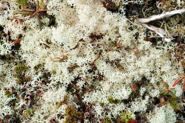 Cluster of deer lichen Cladonia
