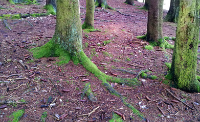 Waldboden mit grünem Moos und Tannenzapfen