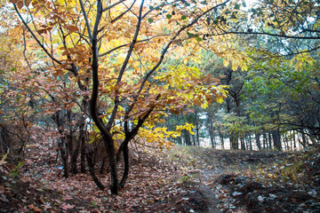 Autumn tree