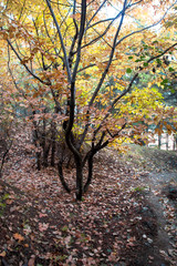 Fototapeta premium Autumn tree