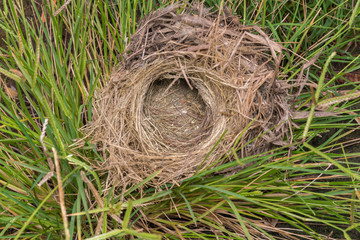 empty bird nest on grass background - Top view