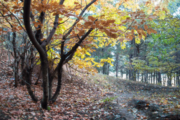 Obraz premium Autumn tree