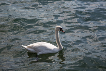 Schwan auf dem See