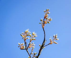 Budding and blossoming snowy mespilus from close