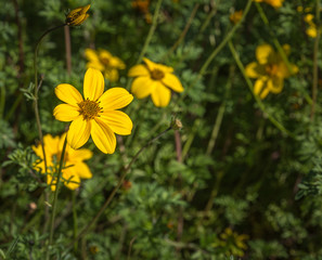 Yellow Flower