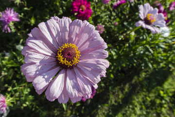 Obraz premium Pink flower Zinnia.