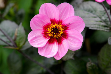 Obraz premium lovely Dahlia name is Willowfield Matthew