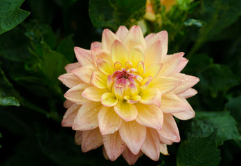 Melody Dora one great flower