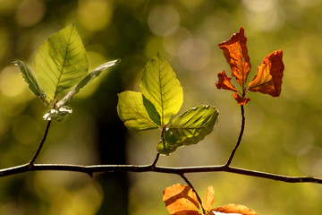 Four autumn backlit sycamore leaves on branch
