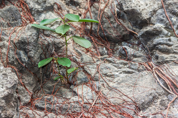 Plantes et racines sur le basalte à la Réunion