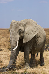 Fototapeta na wymiar Elephants de Tanzanie dans la savane