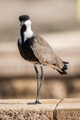 A red-eyed Spur Winged Lapwing