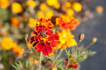  marigold flower with bee