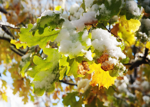 Autumn oak leaves under snow