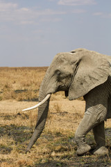 Obraz premium Elephants dans la savane de Tanzanie