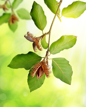 Beech branch with beechnuts on green natural background