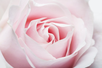 Fototapeta na wymiar Pink rose isolated on white background. 