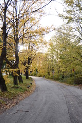 Fototapeta na wymiar a road in the forest in autumn