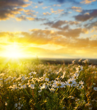 Fototapeta Field of marguerites at sunset