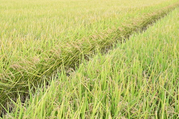 Green rice fields in Japan.