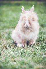 Lapin angora roux
